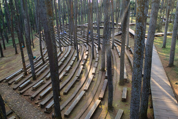 Curved Wooden Benches in a Forest Amphitheater Among Tall Trees