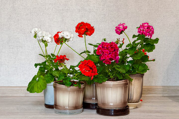 A beautiful geranium in a flower pot.