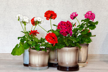A beautiful geranium in a flower pot.
