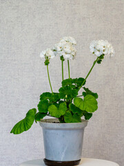 A beautiful geranium in a flower pot.