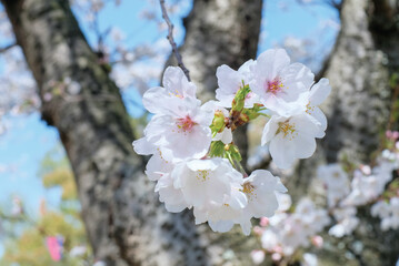 cherry blossoms and buds blooming in spring in Japan