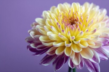 Obraz premium Beautiful chrysanthemum flower with pastel colors