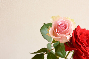 ピンクと赤のばら