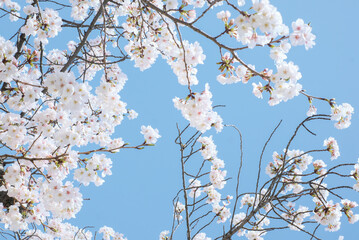 cherry blossoms and buds blooming in spring in Japan