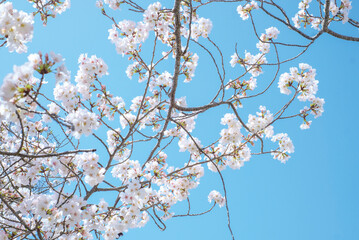 cherry blossoms and buds blooming in spring in Japan