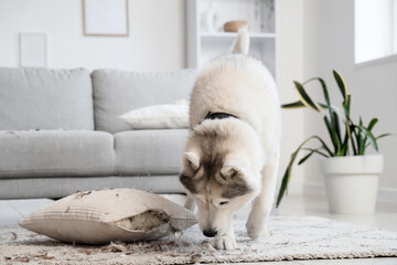 Naughty dog with torn pillow and scattered feathers on carpet at home