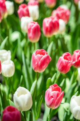 Stunning tulip field sunlight shadows, showcasing nature’s beauty and sustainability. Vibrant flowers bloom under the sun, symbolizing eco-friendly living and environmental harmony.