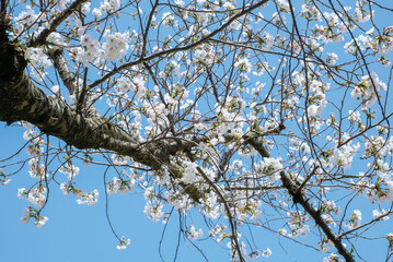 cherry blossoms and buds blooming in spring in Japan
