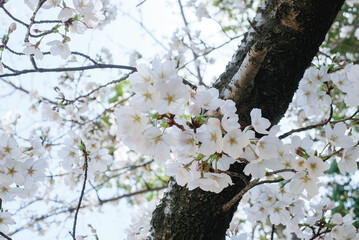 cherry blossoms and buds blooming in spring in Japan