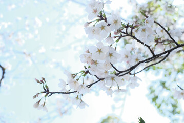 cherry blossoms and buds blooming in spring in Japan