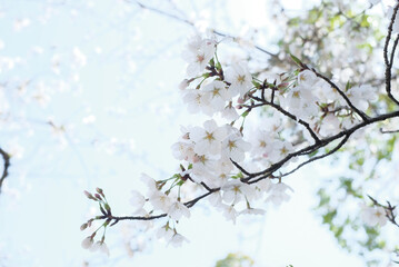 cherry blossoms and buds blooming in spring in Japan