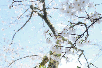 cherry blossoms and buds blooming in spring in Japan