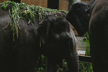Two Asian elephants, at an Indian zoo, interact closely. Green foliage adds natural context.