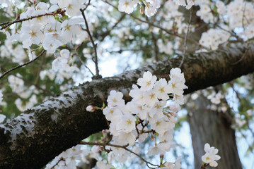 cherry blossoms and buds blooming in spring in Japan