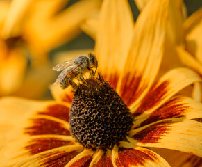 A bee collects pollen from a yellow blooming flower macro