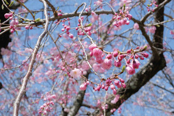 Pink Cherry Blossom / Sakura against blue sky in Japan