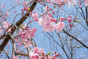 Pink Cherry Blossom / Sakura against blue sky in Japan