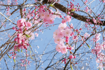 Pink Cherry Blossom / Sakura against blue sky in Japan