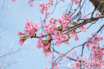 Pink Cherry Blossom / Sakura against blue sky in Japan