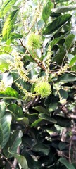 Rambutan flowers (nephelium lappaceum) that are starting to turn into young green rambutan fruit