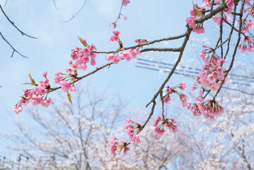Pink Cherry Blossom / Sakura against blue sky in Japan