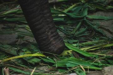 Close-up of an Asian elephant's trunk grasping vegetation in an Indian national park.