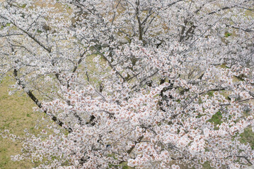 cherry blossoms and buds blooming in spring in Japan