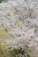 cherry blossoms and buds blooming in spring in Japan
