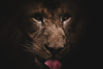 Close-up portrait of an Asiatic lion's face, India. Dark background enhances the majestic features.