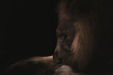 Majestic lion portrait, close-up, dark background, India.