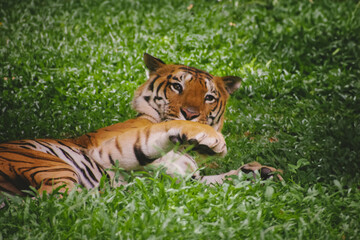 Bengal tiger (Panthera tigris tigris) resting in lush green grass, India.