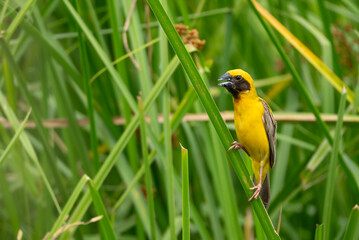 bird
