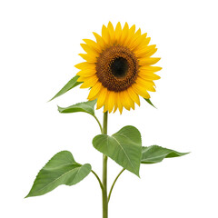 Fototapeta premium Vibrant Sunflower with Lush Green Leaves Isolated on Transparent Background