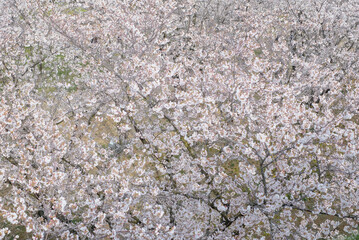cherry blossoms and buds blooming in spring in Japan