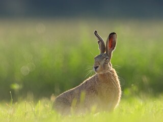 Wild rabbit jumping across a green field with flowers in early summer. Action shot of wildlife in motion