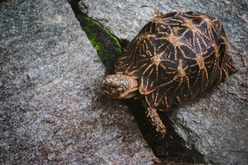 Indian star tortoise (Geochelone elegans) on rocks in India, close-up view.