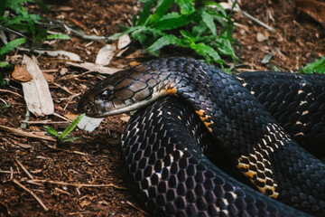 King Cobra (Ophiophagus hannah) coiled on the forest floor in India. Close-up view showcasing...
