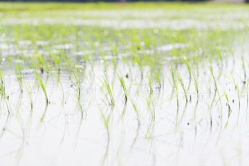 Rice seedlings swaying in the breeze in a rice field in early summer	