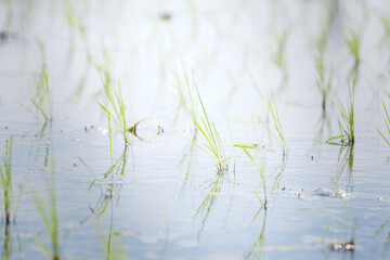 Rice seedlings swaying in the breeze in a rice field in early summer	