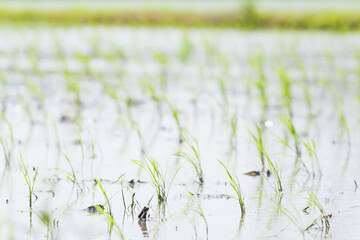 Rice seedlings swaying in the breeze in a rice field in early summer	