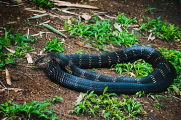 King Cobra (Ophiophagus hannah) coiled on the forest floor in India.  A striking wildlife image.