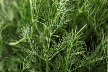 Texture of fresh green dill as background
