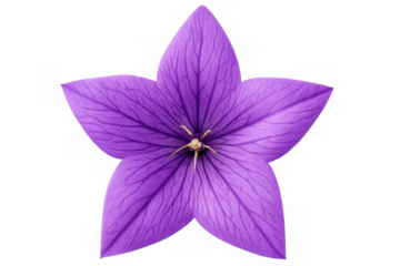 Close-up of a purple balloon flower showcasing its vibrant color and delicate veins, isolated on a transparent background