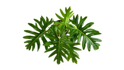 Buy philodendron selloum hope indoor plant care guide tips for growing and maintenance
