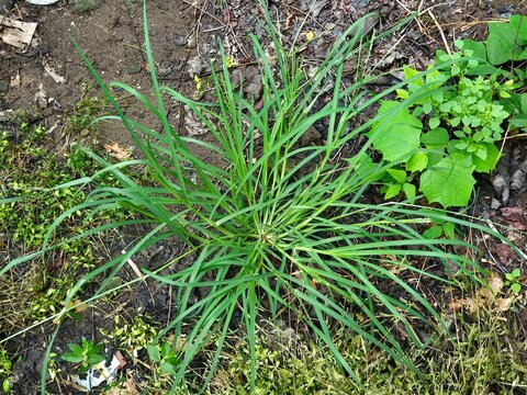 Belulang grass or indian Goose grass (Eleusine indica) belongs to the paoceae family in the garden