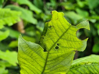 Macro texture of leaves that are damaged after eating a caterpillar in the garden