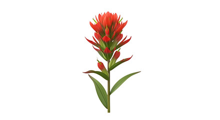 Close-up Isolated Indian Paintbrush Flower on a White Background, Botanical Illustration