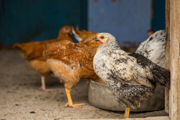 Chickens in the farmyard on a sunny day. chickens on the traditional free range poultry farm in the village. Eco meat from farming.