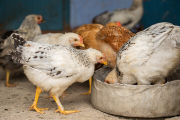 Chickens in the farmyard on a sunny day. chickens on the traditional free range poultry farm in the village. Eco meat from farming.