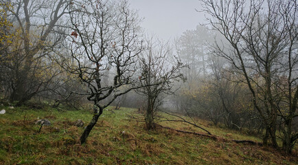 tMossy and twisted trees stand in a foggy spring forest clearing near Kisgyőr, Hungary, with subtle colors and mysterious atmosphere.